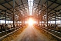 Breeding of cows in free livestock stall Royalty Free Stock Photo