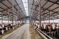 Breeding of cows in free livestock stall Royalty Free Stock Photo