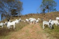 Breeding cows loose in the pasture Royalty Free Stock Photo