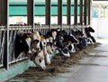 Breeding dairy cows in livestock stall, Cow heads are out of the enclosures to eat Royalty Free Stock Photo