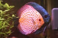 Breeding discus