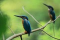 Breeding display of pair of common kingfisher Royalty Free Stock Photo