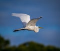 Breeding egret flies over pond in Florida