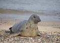 Female Grey Seal at Hosey Gap, Norfolk Royalty Free Stock Photo