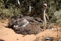 Breeding female ostrich struthio camelus on ostrich farm