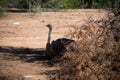 Breeding female ostrich struthio camelus on ostrich farm