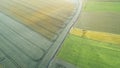 Experimental field with different varieties of wheat. Drone view Royalty Free Stock Photo