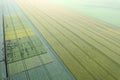 Experimental field with different varieties of wheat. Drone view Royalty Free Stock Photo