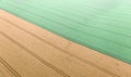 Experimental field with different varieties of wheat. Drone view Royalty Free Stock Photo