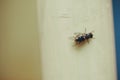 Breeding flies. Two flies fornicating Royalty Free Stock Photo