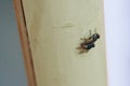 Breeding flies. Two flies fornicating Royalty Free Stock Photo