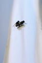 Breeding flies. Two flies fornicating Royalty Free Stock Photo