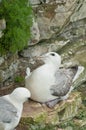 Breeding Fulmars