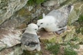 Breeding Fulmars