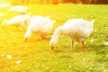 Breeding geese,farm birds walking on the lawn, nibbling grass, goose fodder