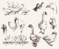 Breeding geese