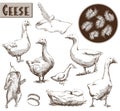 Breeding geese