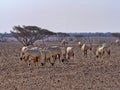 Breeding group Arabian Oryx, Oryx leucoryx, Al Wusta Wildlife Reserve, Oman Royalty Free Stock Photo