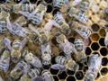 Breeding and Handling bees. Breeding bees in the apiary in the Royalty Free Stock Photo