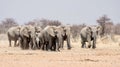 Elephant Family Royalty Free Stock Photo