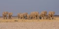 Elephant Family Royalty Free Stock Photo