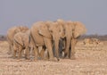 Elephant Family Royalty Free Stock Photo