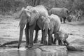 Breeding herd of elephant drinking water at a small pond Royalty Free Stock Photo