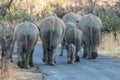 A breeding herd of elephants walking down the road.