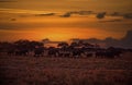 Breeding herd of elephants silhouette,dawn sky