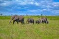 Breeding herd of elephants