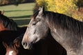 Breeding horses in Allier, France