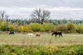 Breeding Horses grazing grass in a field
