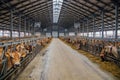 Breeding of Jersey diary cows in free livestock stall