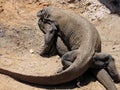 Breeding Komodo dragons