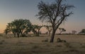 Breeding lions resting at dawn Royalty Free Stock Photo