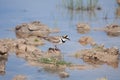 Breeding Little ringed plover (Charadrius dubius) in an artesian spring Royalty Free Stock Photo