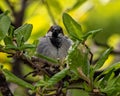 Breeding male House Sparrow flies around the yard back and forth from the nest