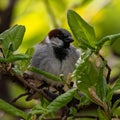 Breeding male House Sparrow flies around the yard back and forth from the nest