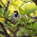 Breeding male House Sparrow flies around the yard back and forth from the nest