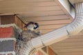 Breeding male House Sparrow flies around the yard back and forth from the nest