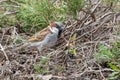 Breeding male House Sparrow flies around the yard back and forth from the nest