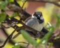 Breeding male House Sparrow flies around the yard back and forth from the nest