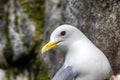 Kittiwakes on ledges near nest and incubate Royalty Free Stock Photo