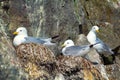 Kittiwakes on ledges near nest and incubate Royalty Free Stock Photo