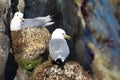 Kittiwakes on ledges near nest and incubate Royalty Free Stock Photo