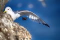 Kittiwakes on ledges near nest and incubate Royalty Free Stock Photo