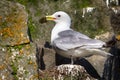 Kittiwakes on ledges near nest and incubate Royalty Free Stock Photo