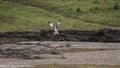 Breeding Ospreys Clywedog