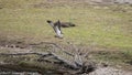 Breeding Ospreys Clywedog