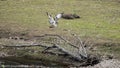 Breeding Ospreys Clywedog